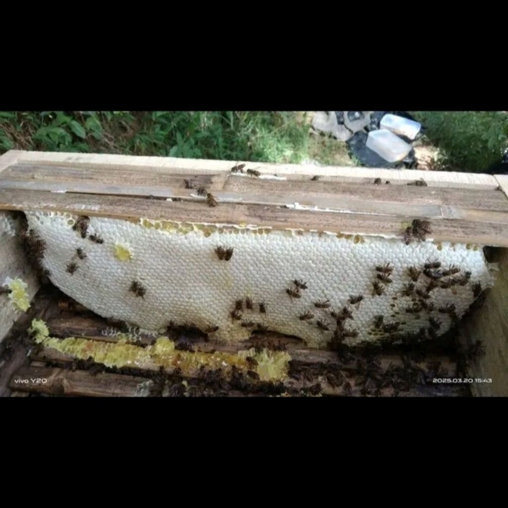 

madu ternak 1 kg ( madu saja sudah disaring )