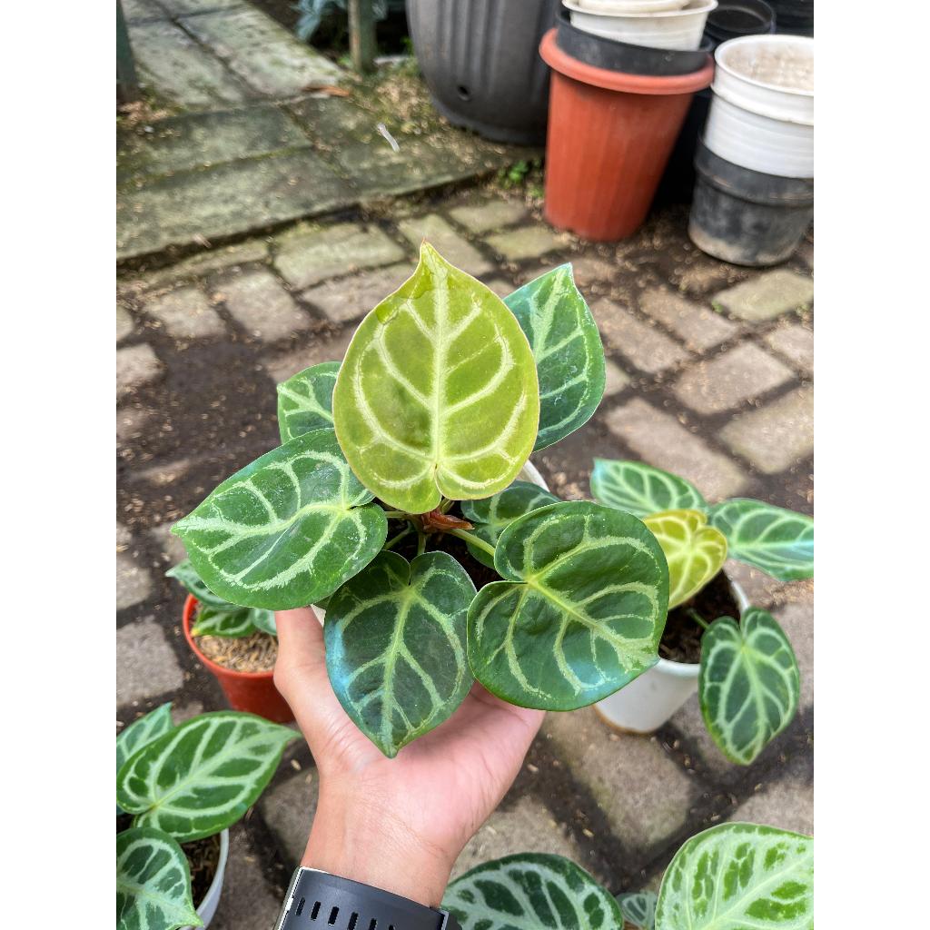 Anthurium Dorayaki Silver| Kuping Gajah Dorayaki| Kuping Gajah Silver| Bibit Kuping Gajah| Anthurium