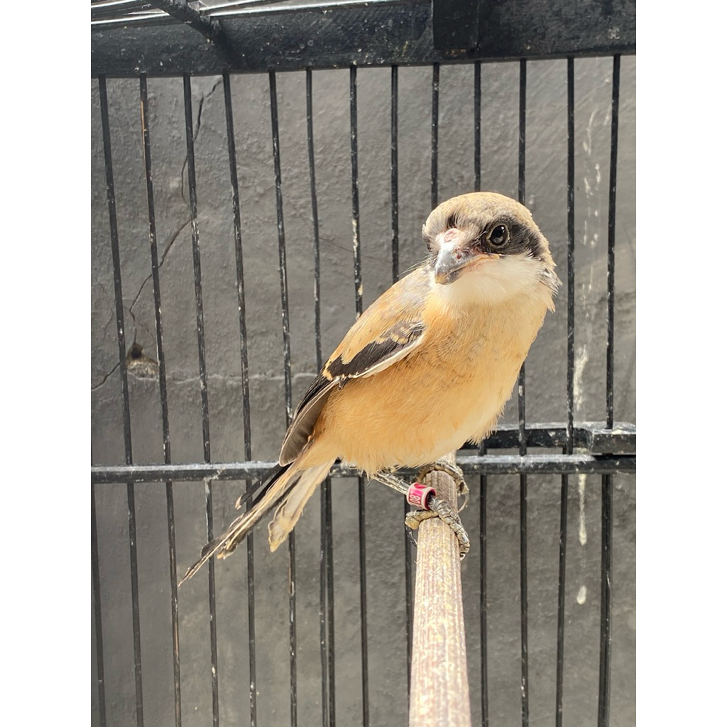 Pentet Jawa Ponorogo Jantan Mandiri Full Masteran