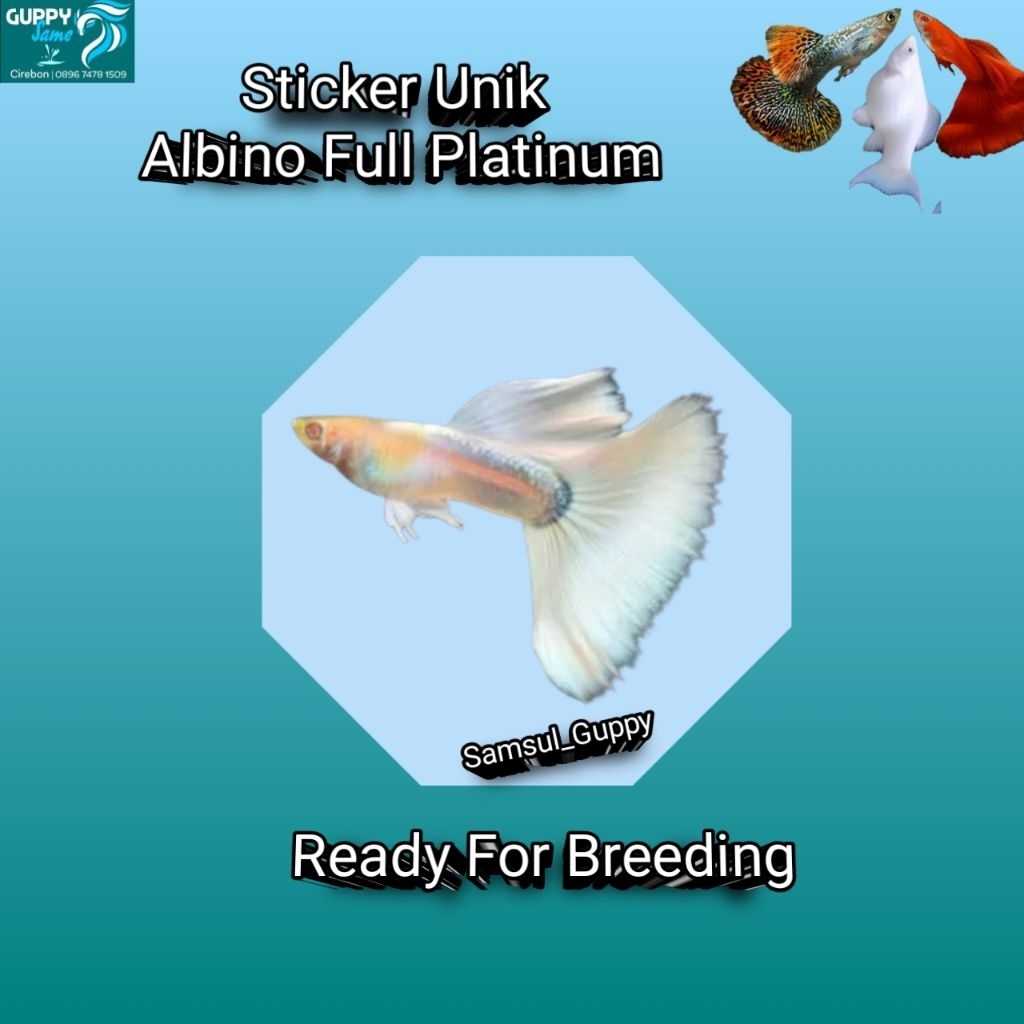 Albino Full Platinum (AFP)