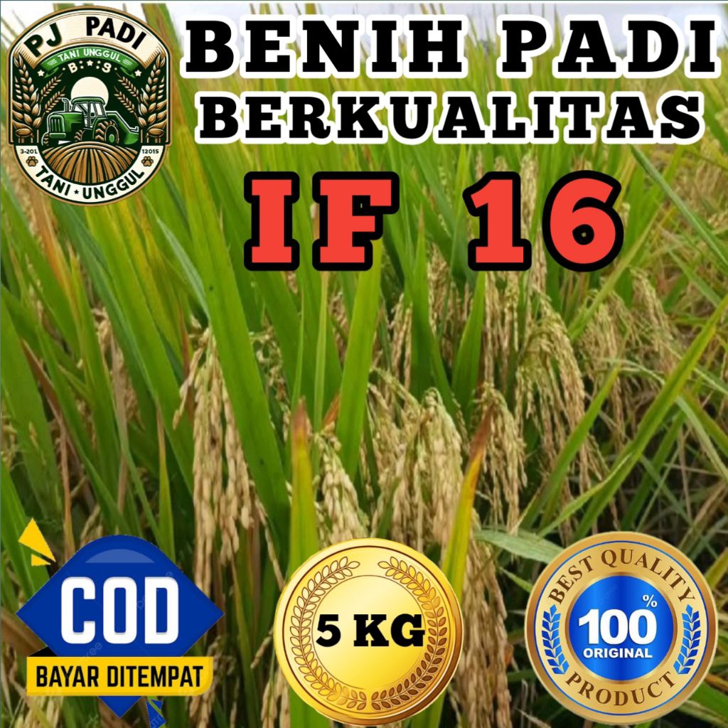 BENIH PADI UNGGUL IF 16 BERKUALITAS ORIGINAL KEMASAN 5KG