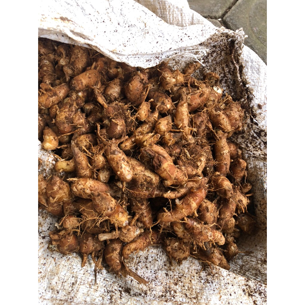 

kencur buat seblak 1/2 kg