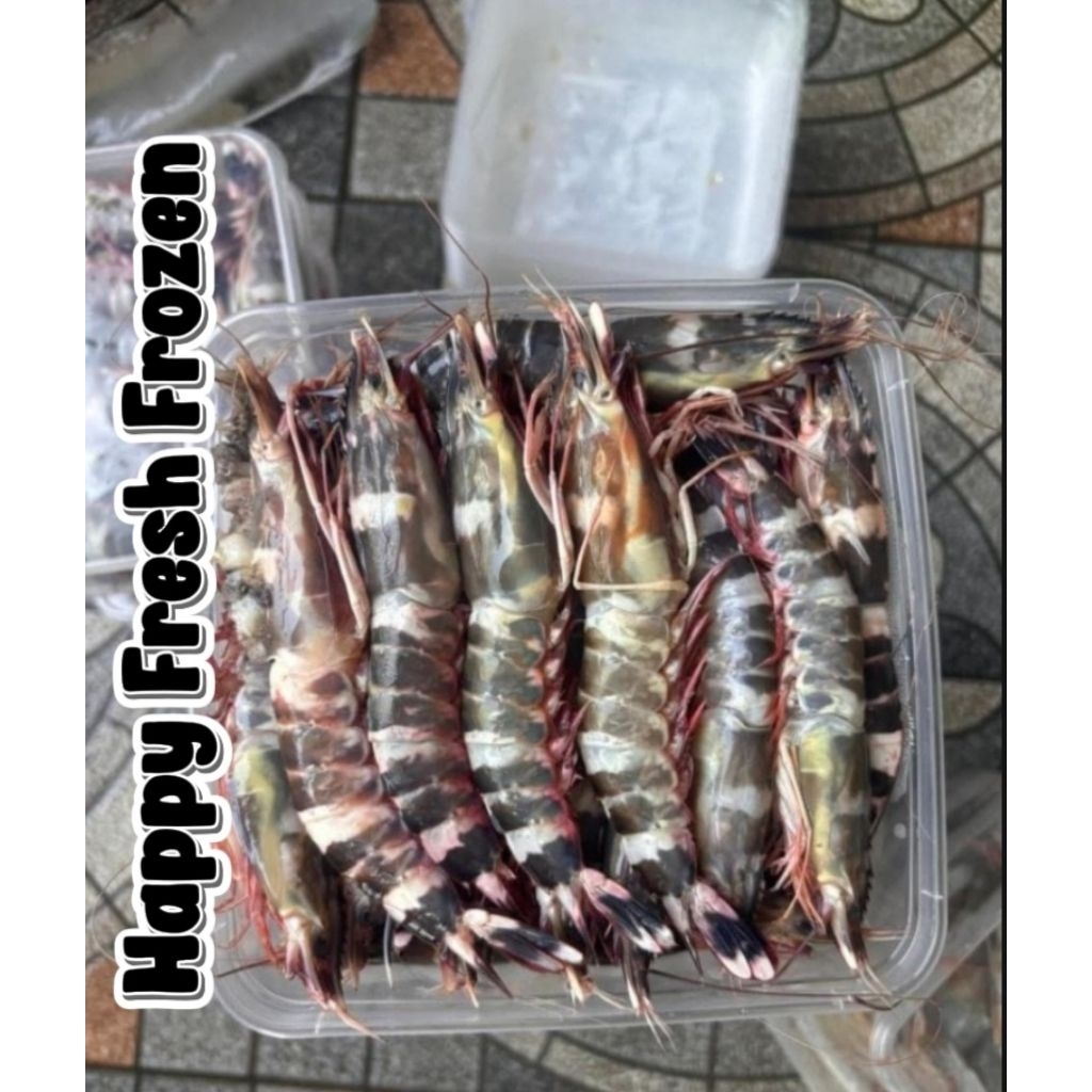

Udang Windu Tiger Utuh Beku Frozen 1 kg