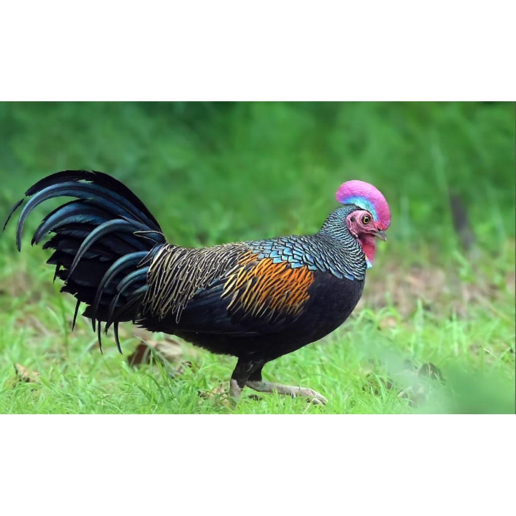 

Telur ayam hutan hijau untuk ditetaskan telur fertil siap tetas