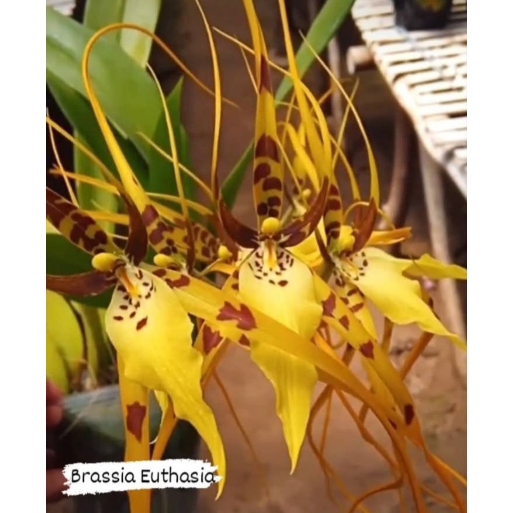 Brassia Euthasia