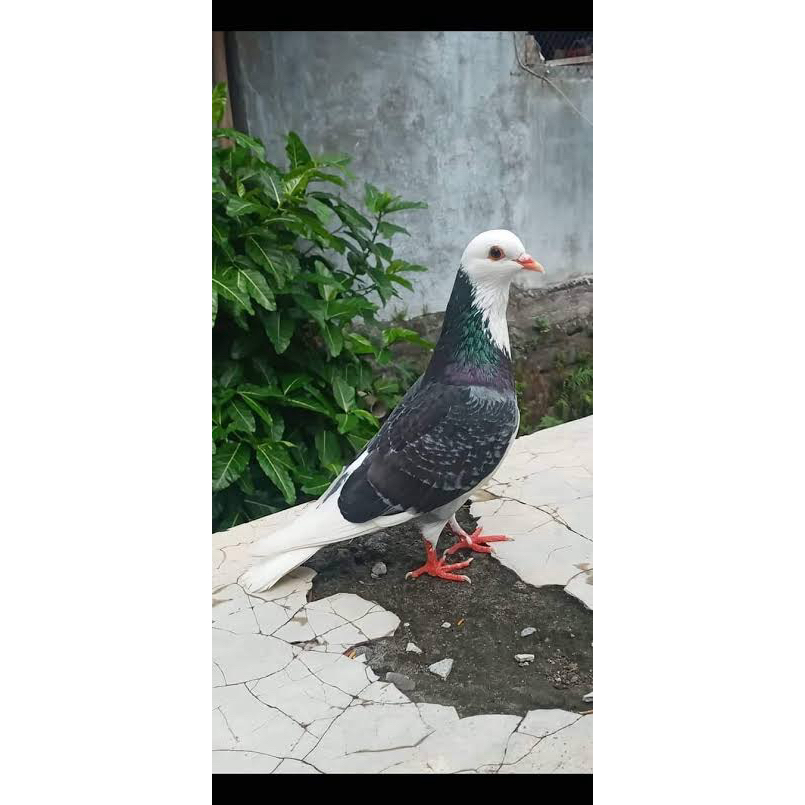 

TELUR TETAS MERPATI BLANTONG ORI UNTUK D TETASKAN