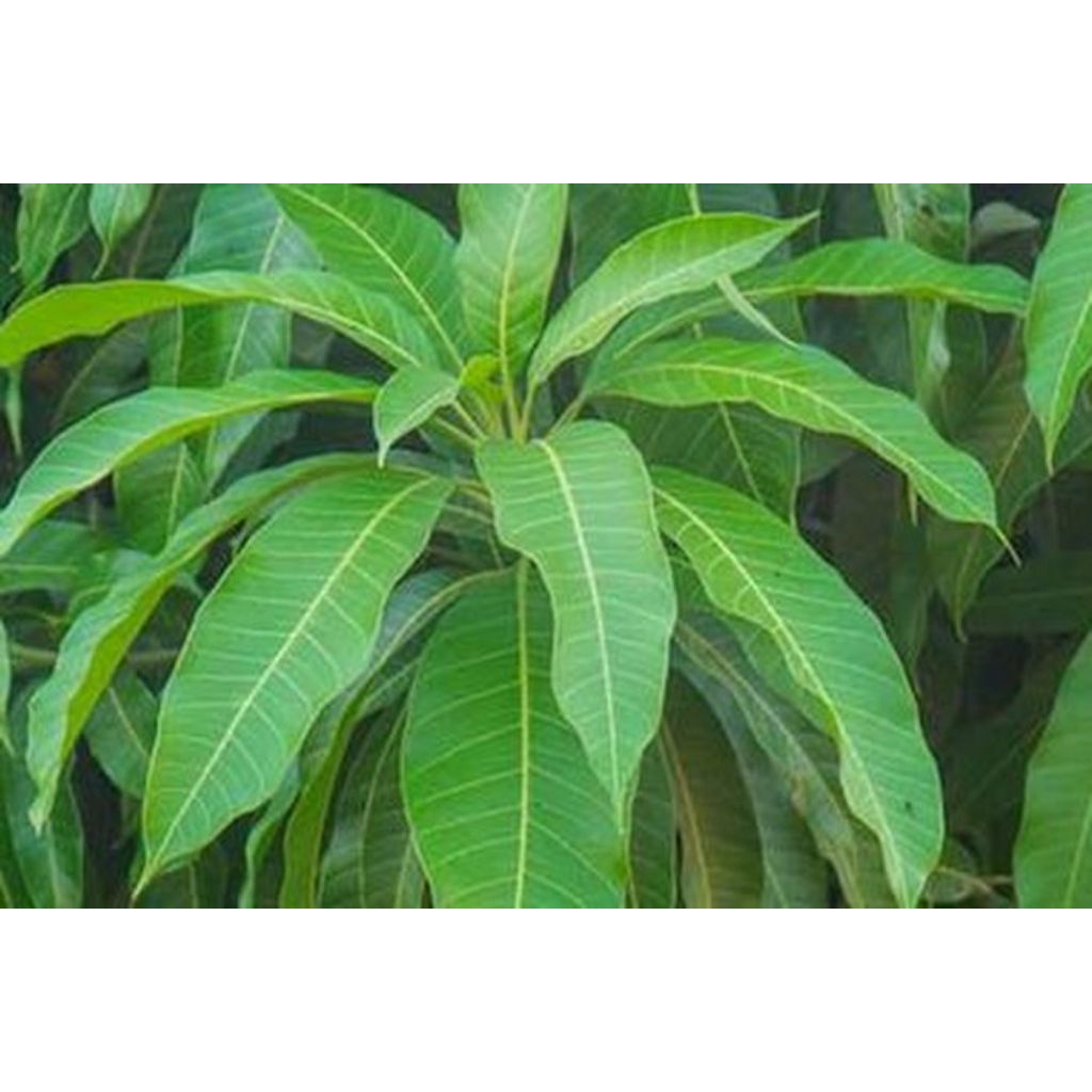 

Daun mangga / 1 kg