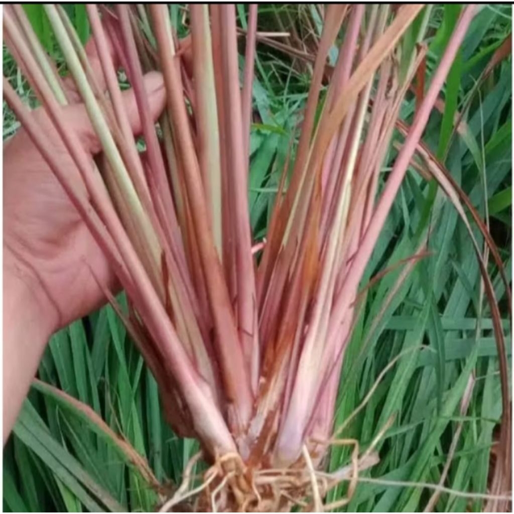 

1kg sereh merah besar