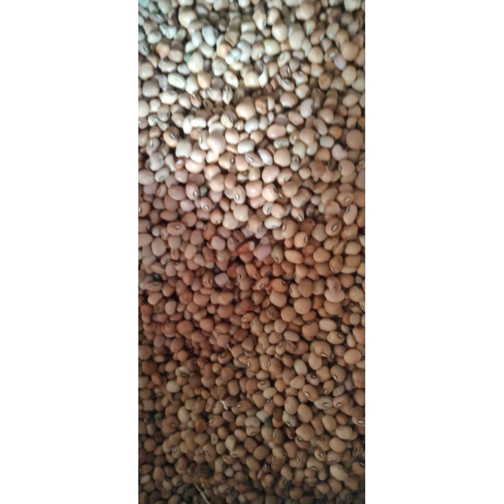 

kacang tunggak/kacang tolo