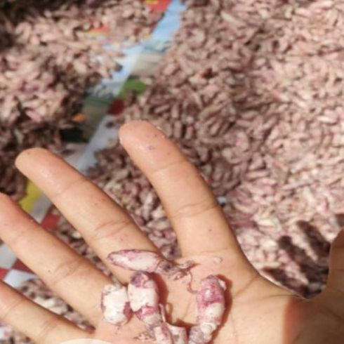 

BABY CUMI PREMIUM 500gr / ikan Asin