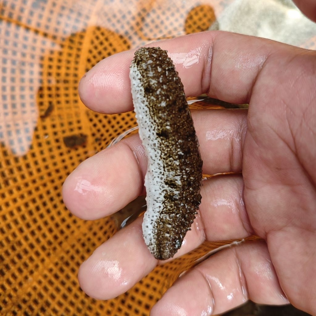 teripang laut sea cucumber cleaning crew pasir aquarium laut hias