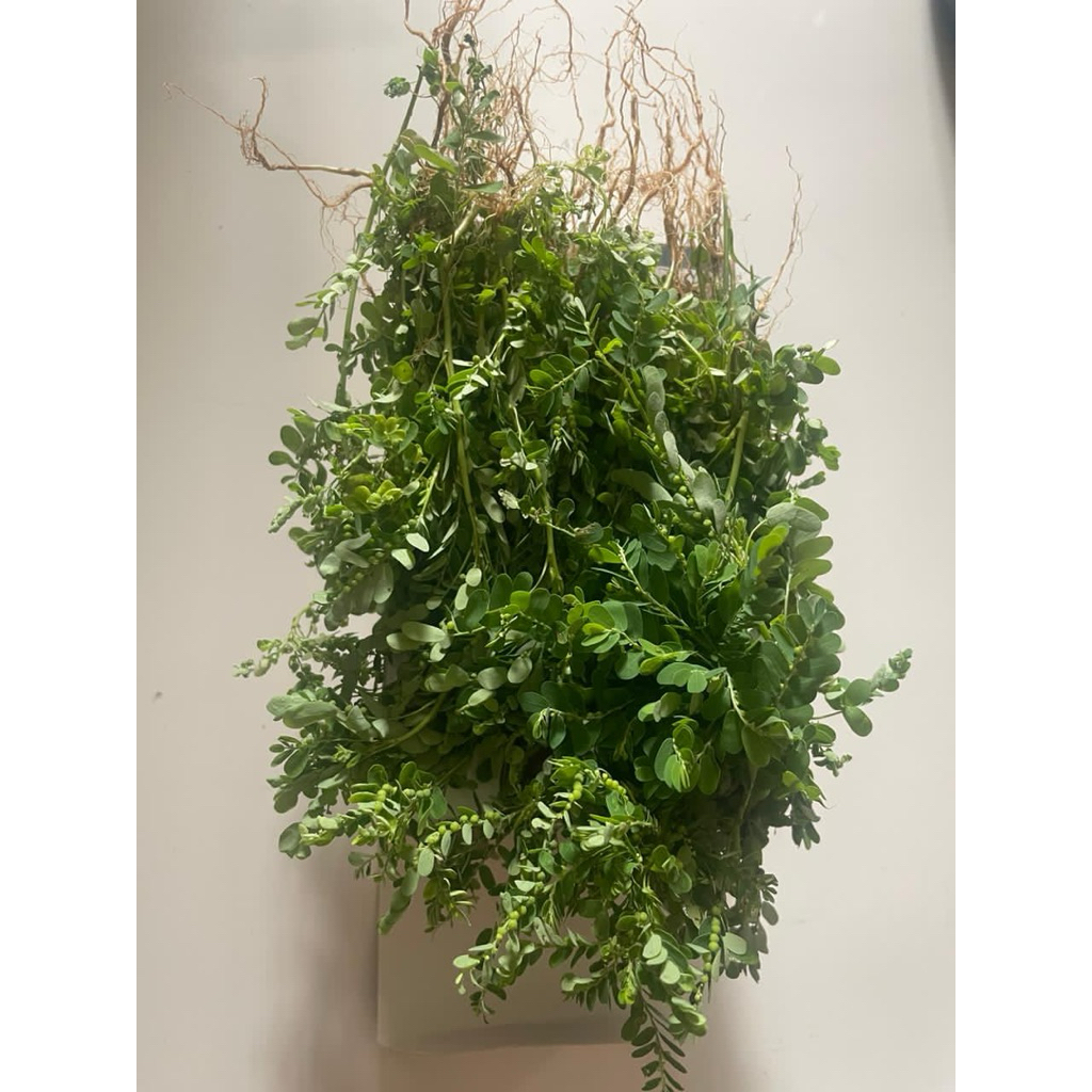 

DAUN MENIRAN OBAT REBUSAN KANKER