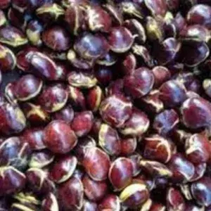 

Jengkol Mentah 500 Gram