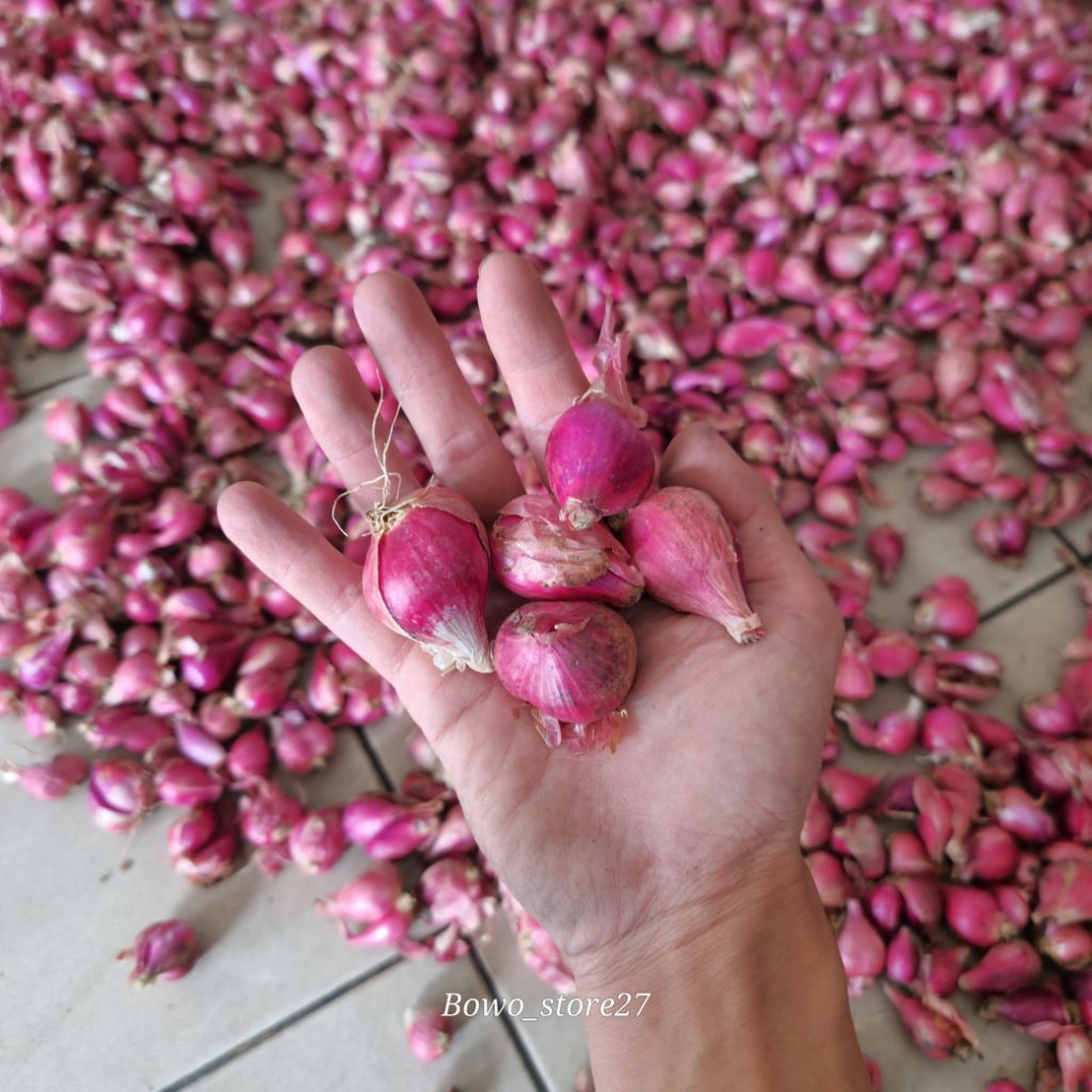 

Bawang Merah Super Segar Asli BREBES