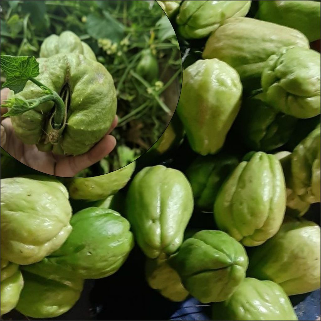 

Labu Siam Murah / Bibit Labu Siam Murah