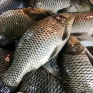 

Ikan Emas 1 kg