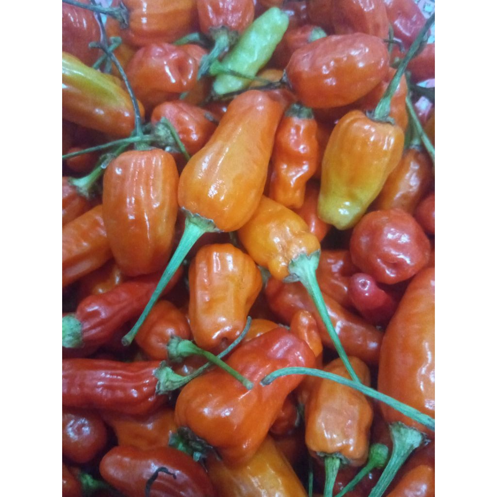 

cabe rawit pedas fresh Di Ambil Langsung Dari Petani