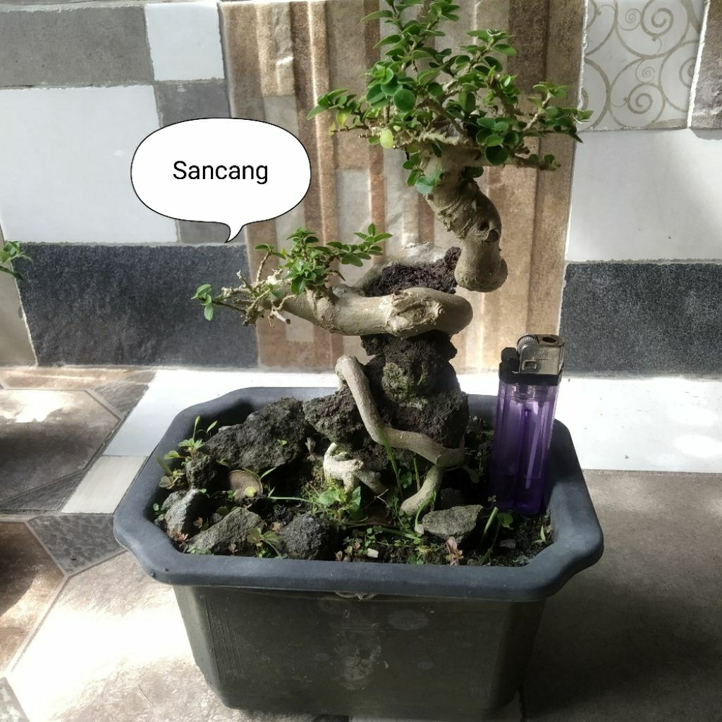 Bonsai asam Bonsai mame hokianti serbin mame sakura mame sancang