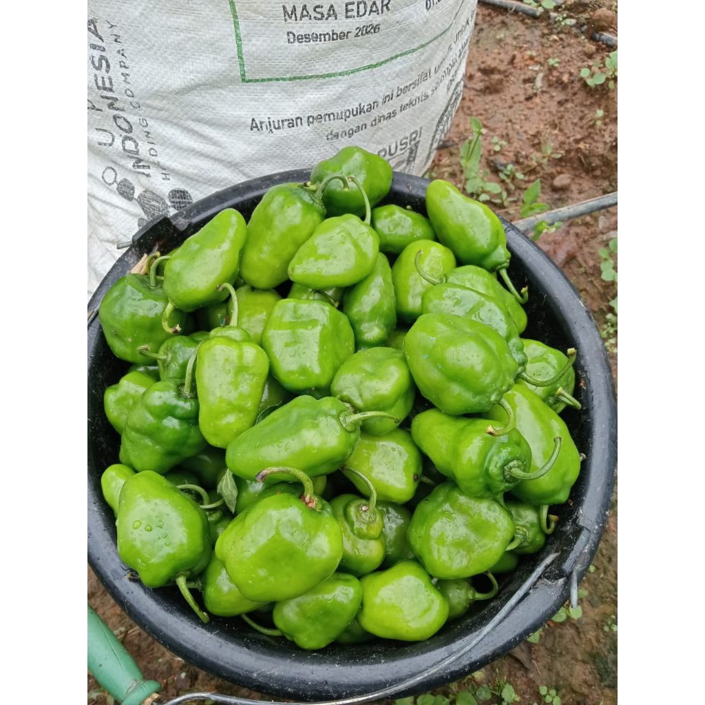 

cabe gendot 500gr fresh