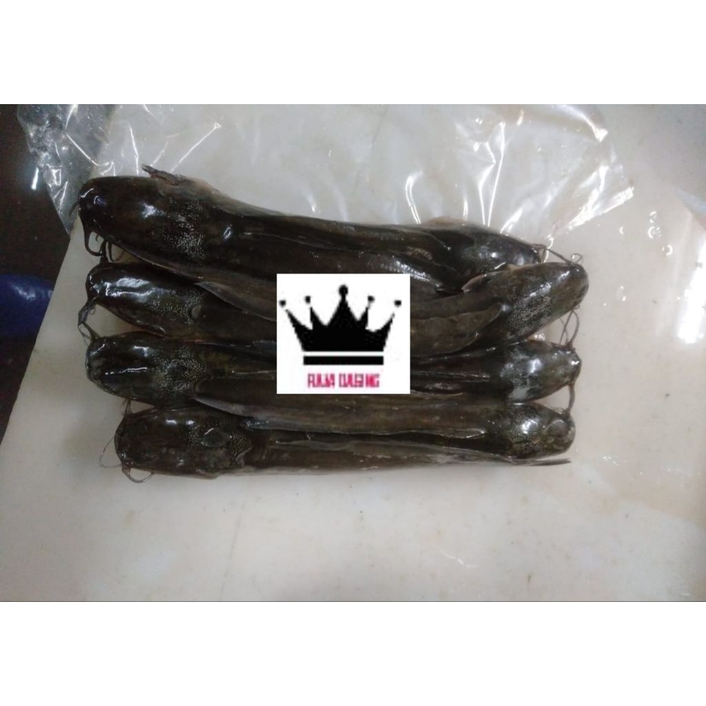 

Ikan Lele Fillet Frozen @1kg