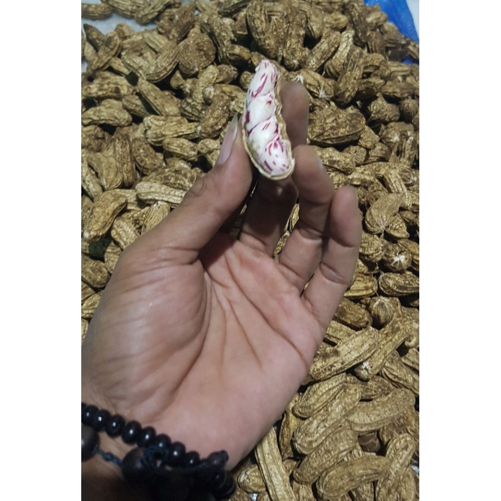 

Kacang Lurik Manis 1kg