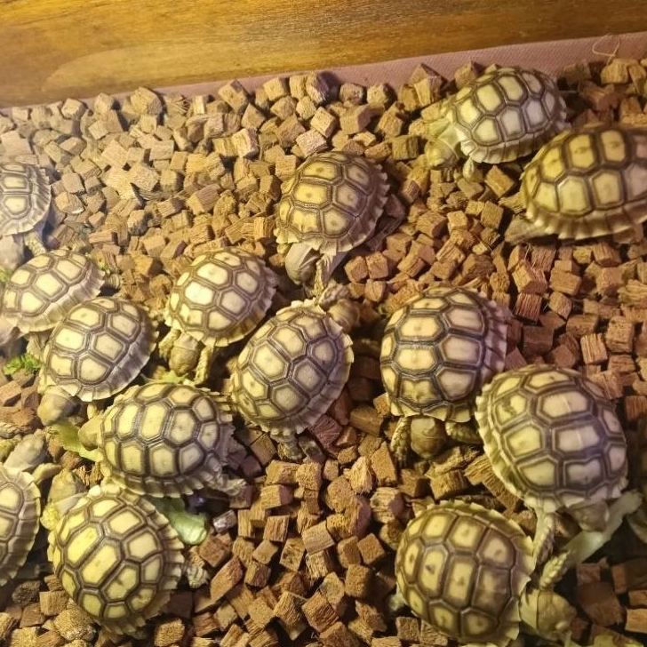 Kura Darat | Sulcata CB indo 6-7 cm dan 7-9 cm grade A