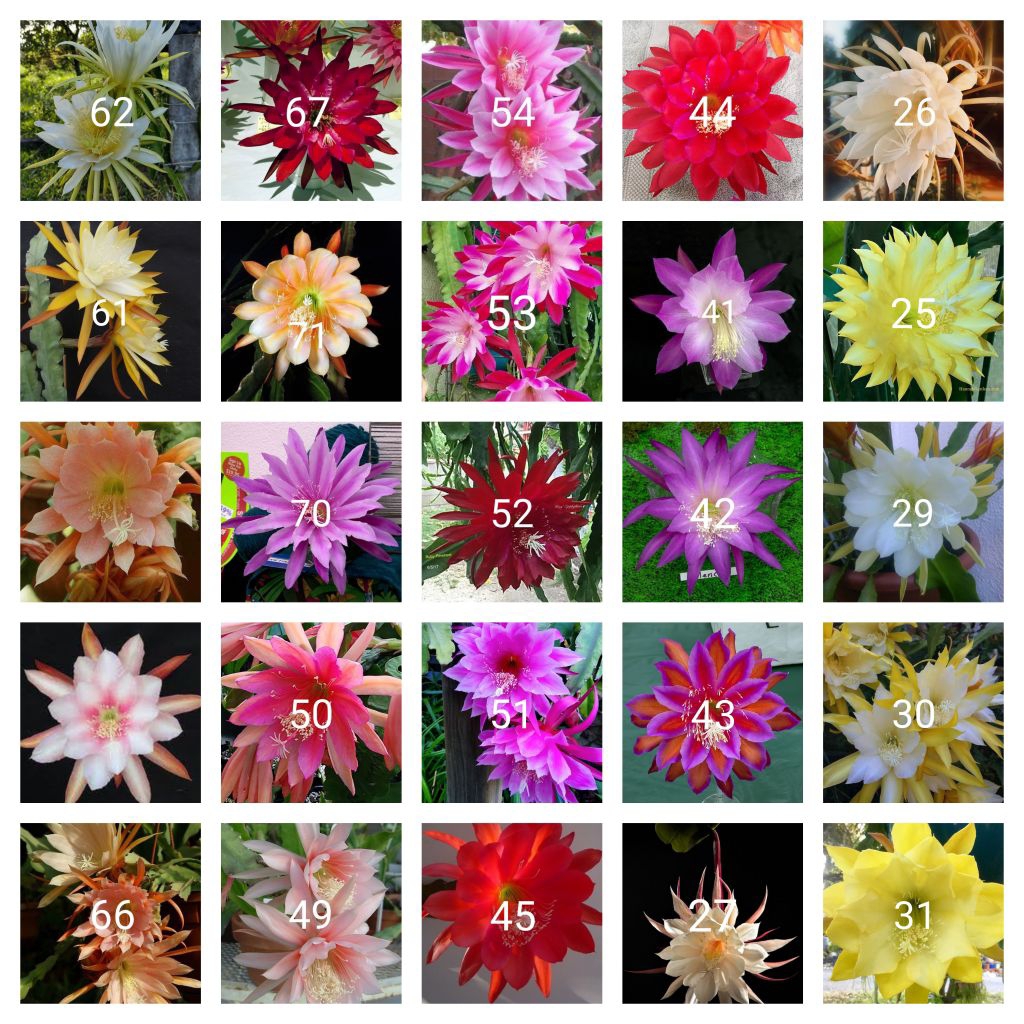 Tanaman hias gantung Wijaya kusuma paket 25 macam jenis bunga