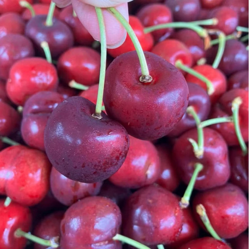 

Cherry Red Canada | Buah Cherry Import Fresh 750gram