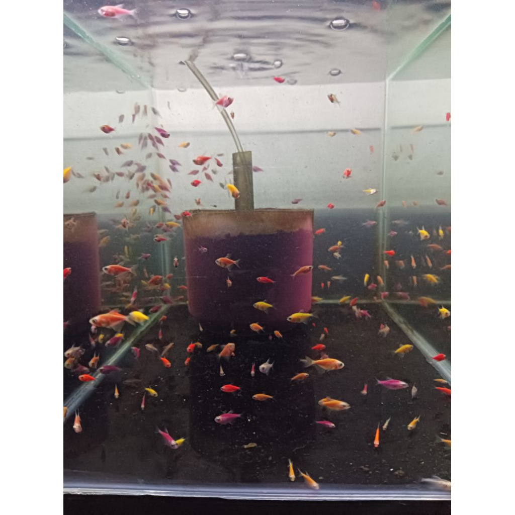 glowfish tetra warna warni per 50 e , HiAsAn AkSeSoRiS AqUaRiUm