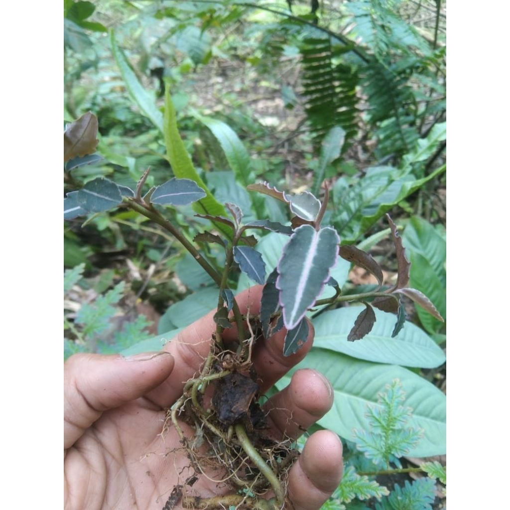 tanaman labisia untuk paludarium/terarium