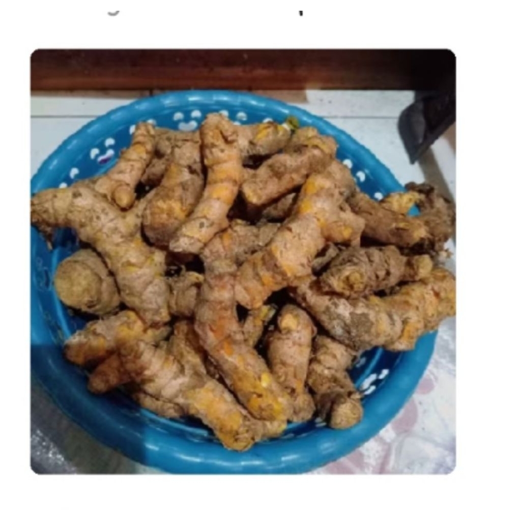 

Temulawak fresh 1kg dijamin menul menul