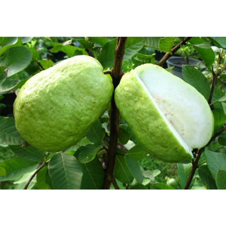 

Jambu kristal kebumen 1kg isi 5 manis