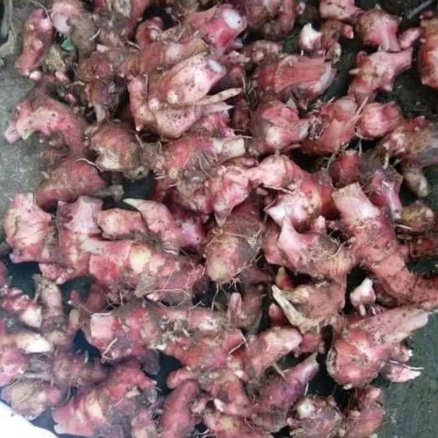 

jahe merah segar siap pakai sudah bersih 1 kg