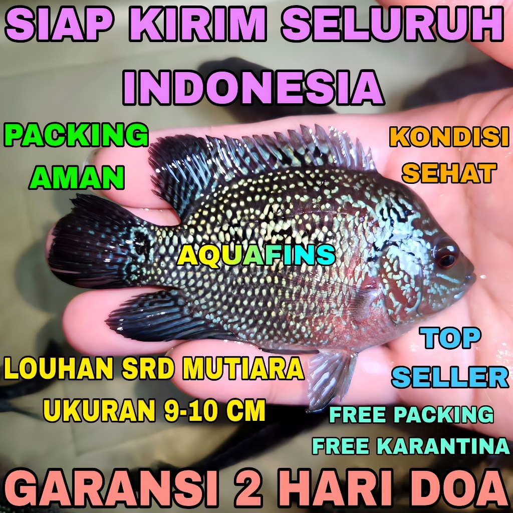 HIASAN LOUHAN FLOWERHORN SUPER RED DRAGON MUTIARA UKURAN 9-10 CM