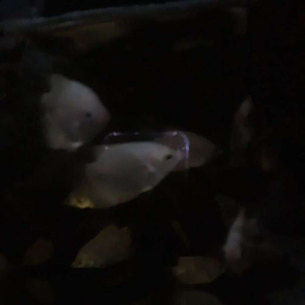 Gurame padang ukuran korek kayu/2/3jarian random