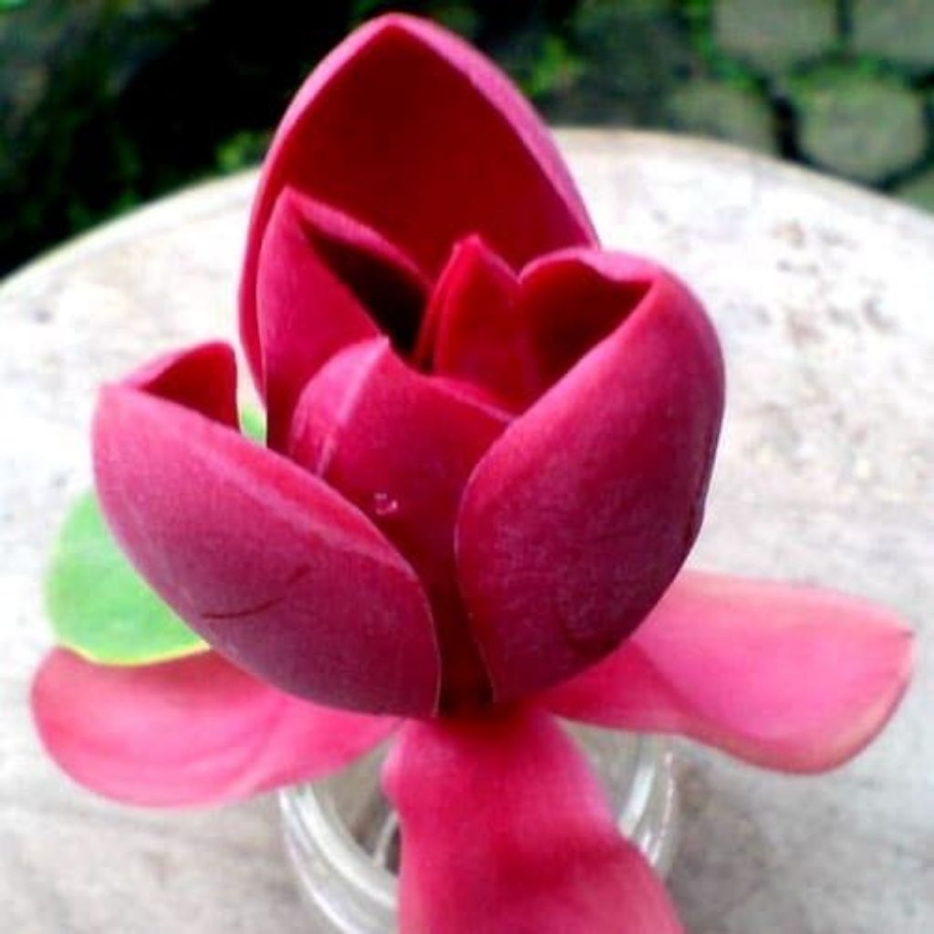 BIBIT BUNGA KANTIL/CEMPAKA MERAH ASLI