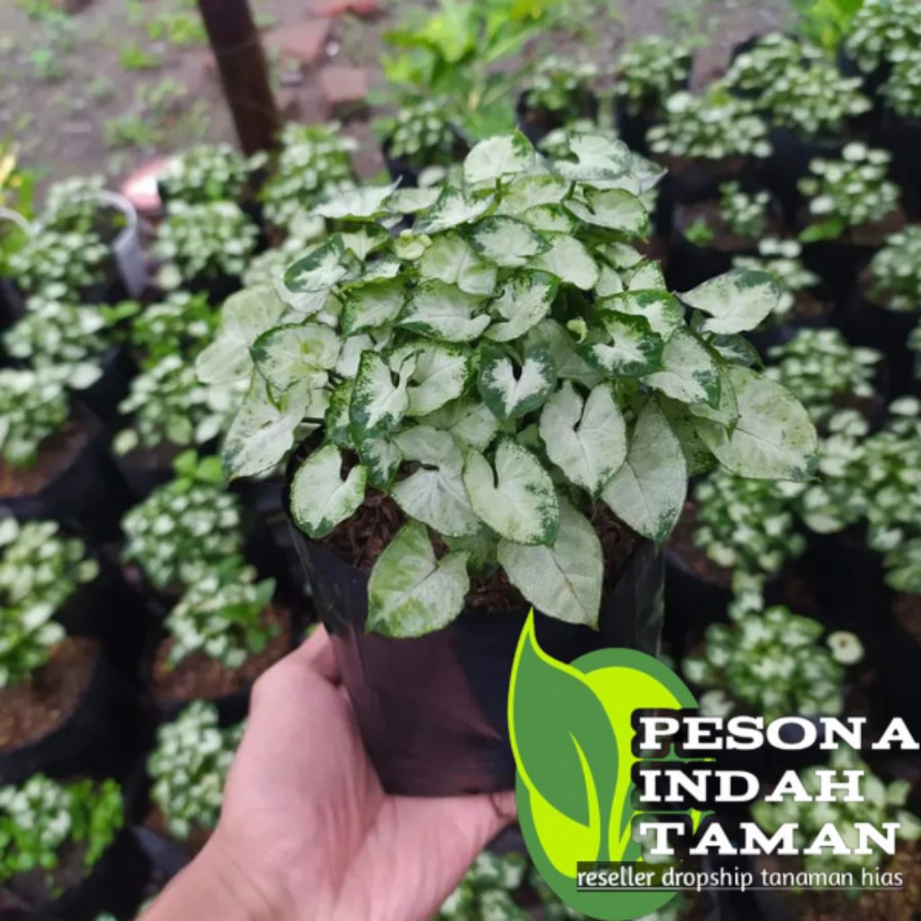 tanaman hias syngonium mini tanaman syngonium mini