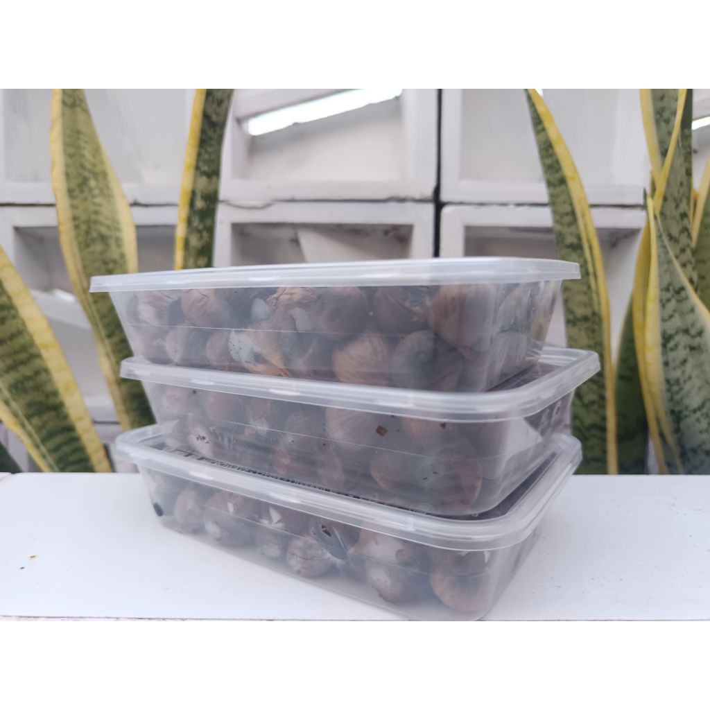 

Bawang Tunggal Black Garlic