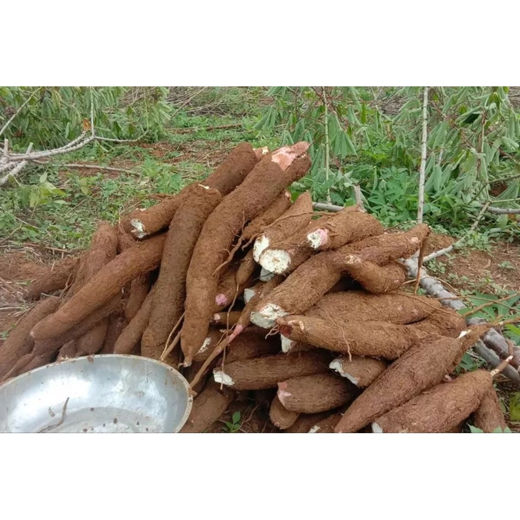 

singkong putih singkong pulen segar 1kg