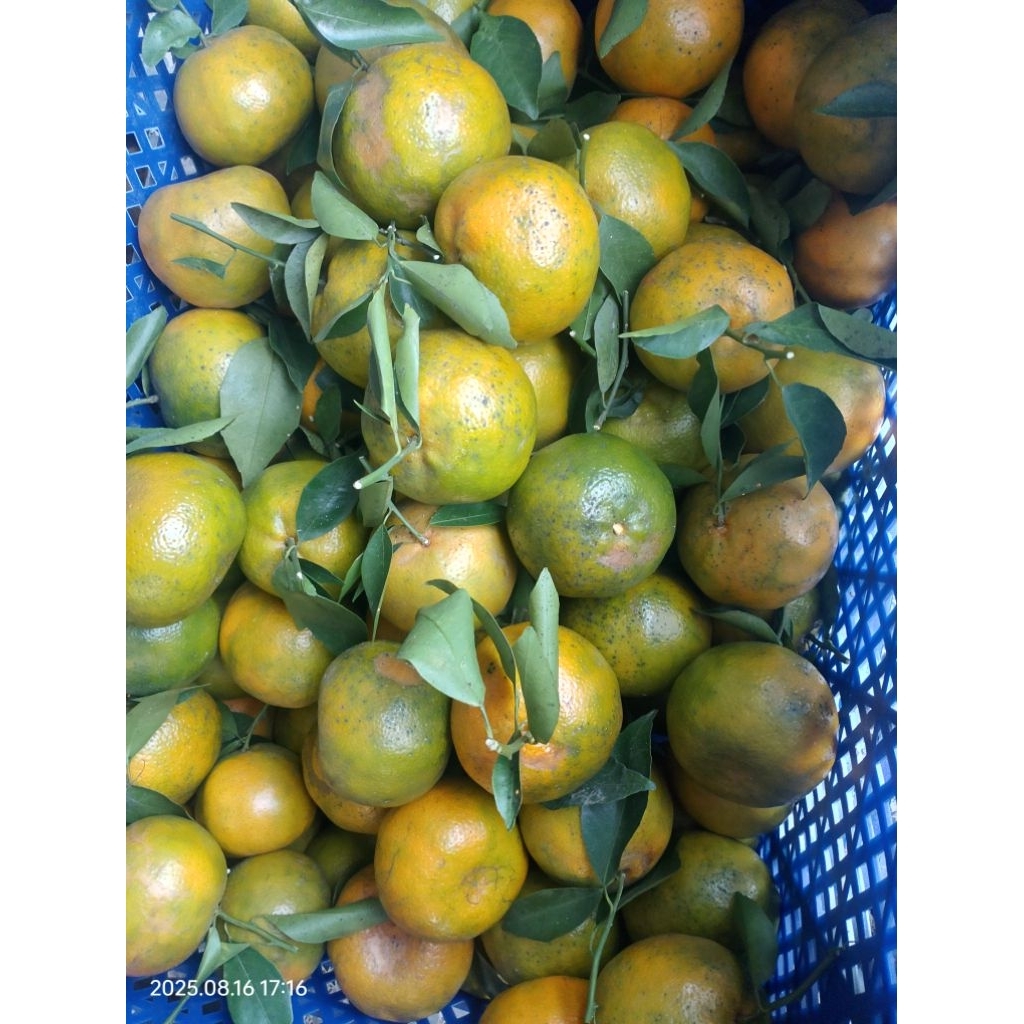 

Jeruk Keprok Siem Manis Umbulsari 1 KG