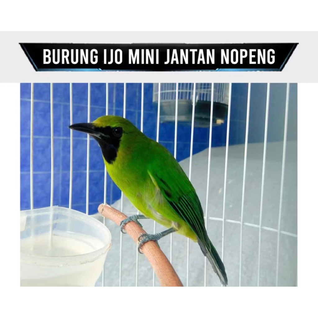 cak ijo mini pilihan jantan super