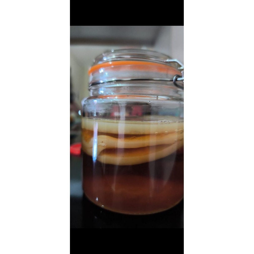 

scoby kombucha