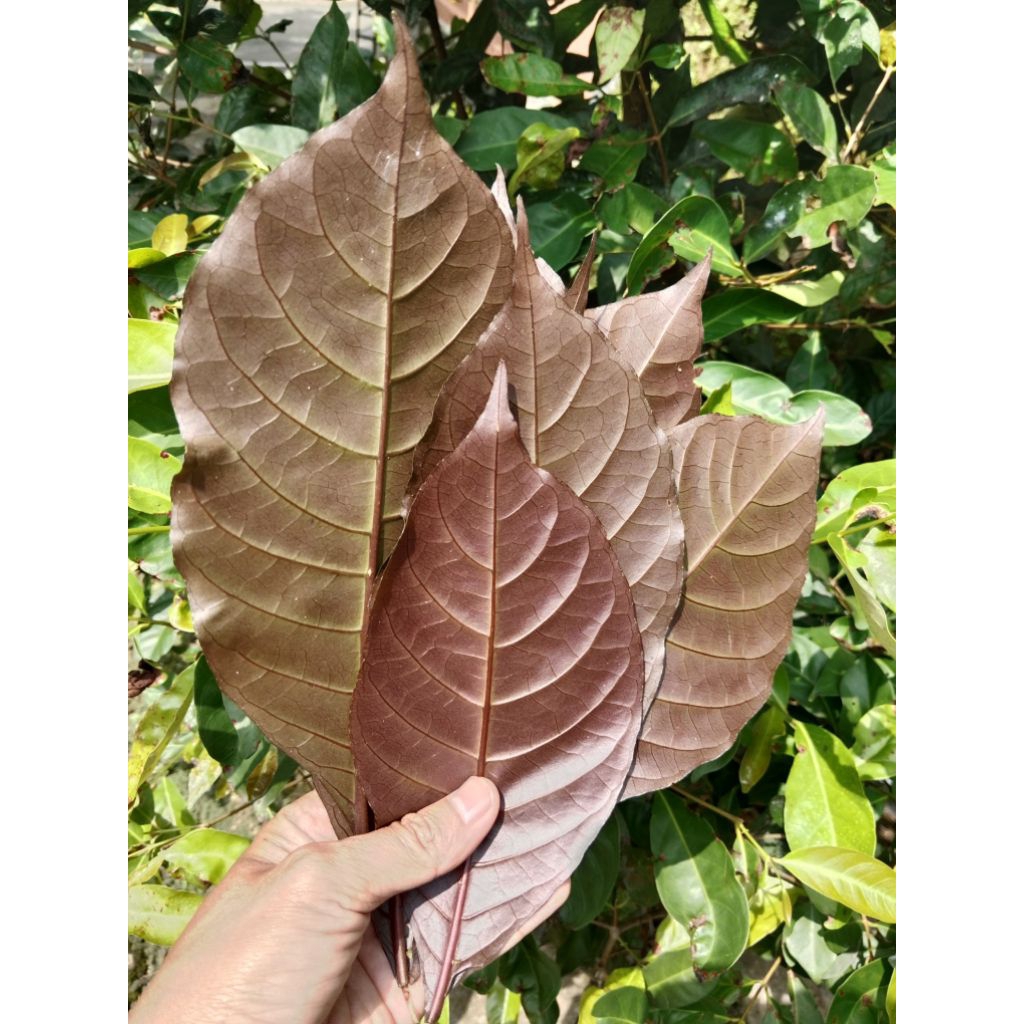 

daun ungu segar / daun handeuleum isi 50 lembar