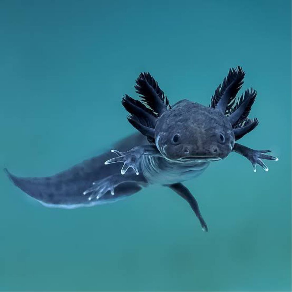 Penghias Aquarium axolotl melanoid panjang 7-8 cm