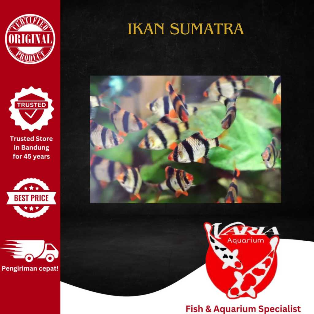 Ikan Hias Aquarium Aquascape Sumatra Barb Ikan Sumatra Tiger Barb