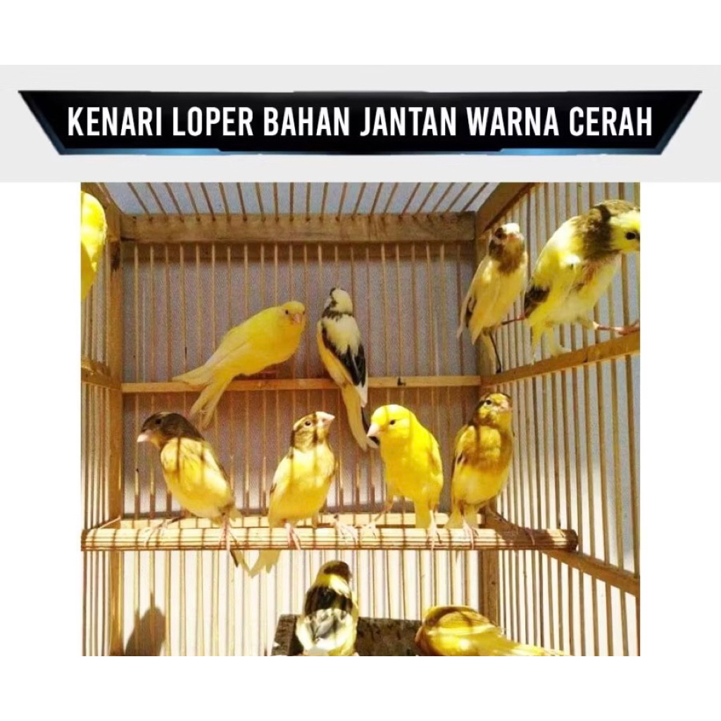 kenari cerah loper pilihan jantan
