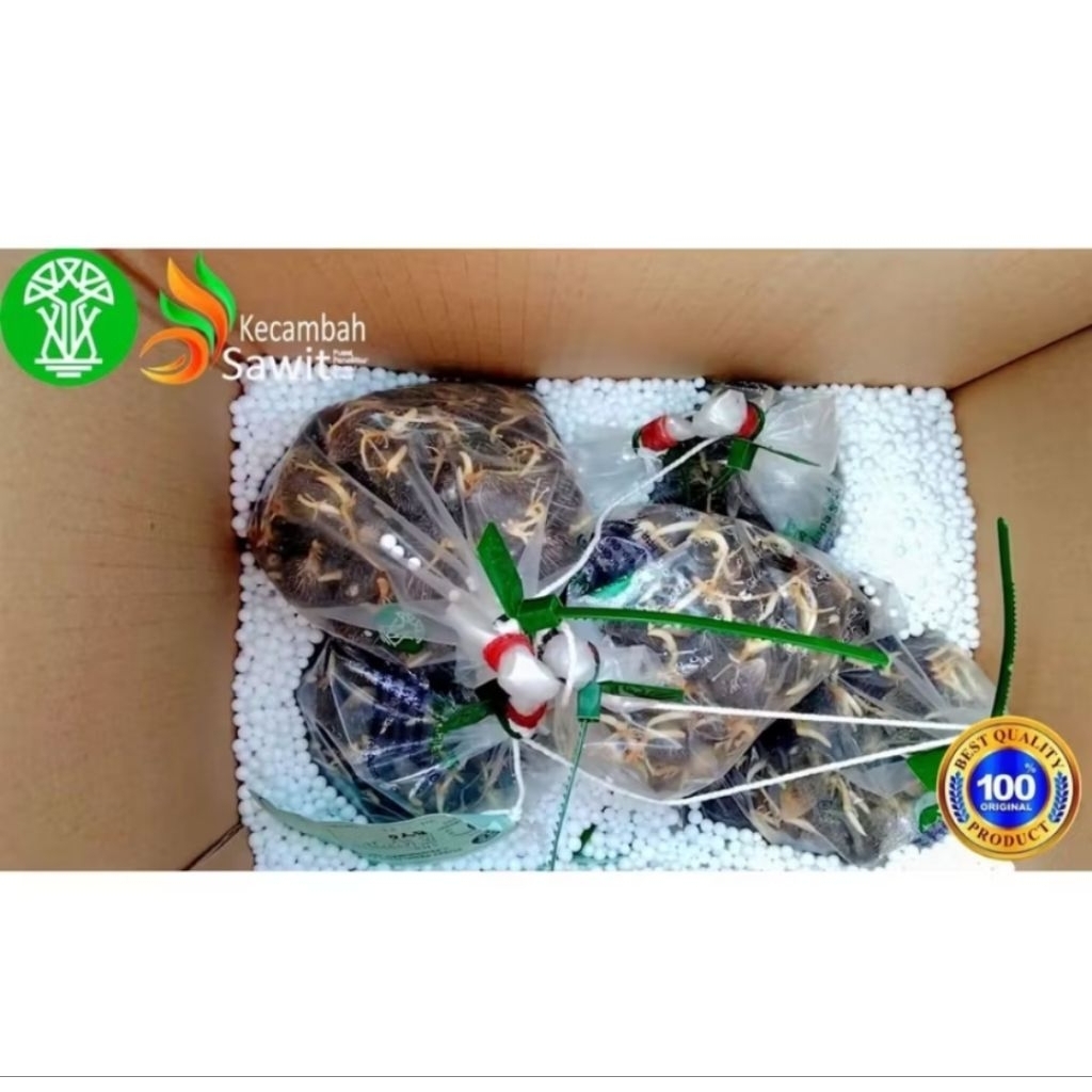 Benih Sawit Kecambah PPKS DxP YANGAMBI