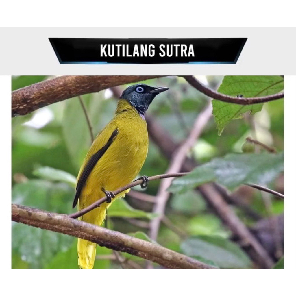 kutilang sutra pilihan rawatan