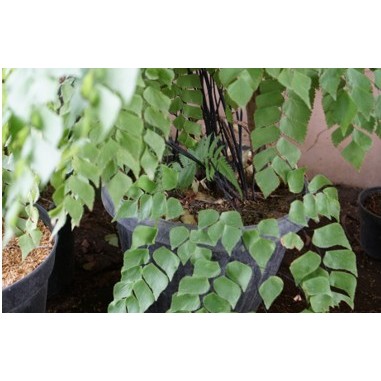 suplir kedondong ukuran 10 - 15cm