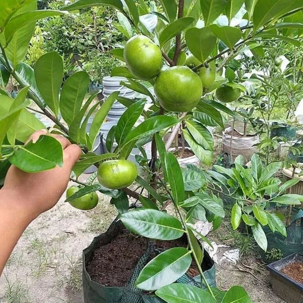 Bibit tanaman buah BLACK SAPOTE-Berkah Jaya Bibit-Bibit buah black sapote